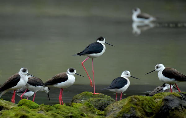 这是4月18日在湖北省宣恩县贡水河国家湿地公园拍摄的“红腿娘子”黑翅长脚鹬。